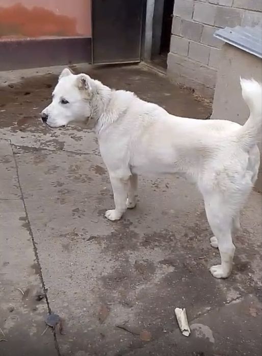 Продам собаку алабай