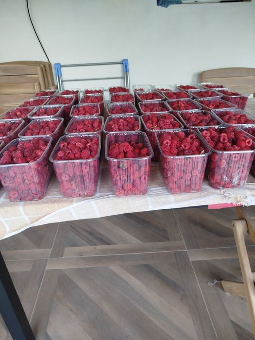 Zmeură de vânzare