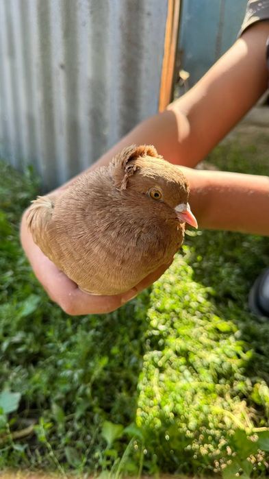 Продам голубей срочно 8 шт