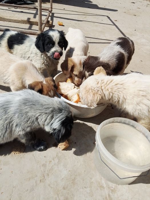 Щенята 2 мес мама охотник