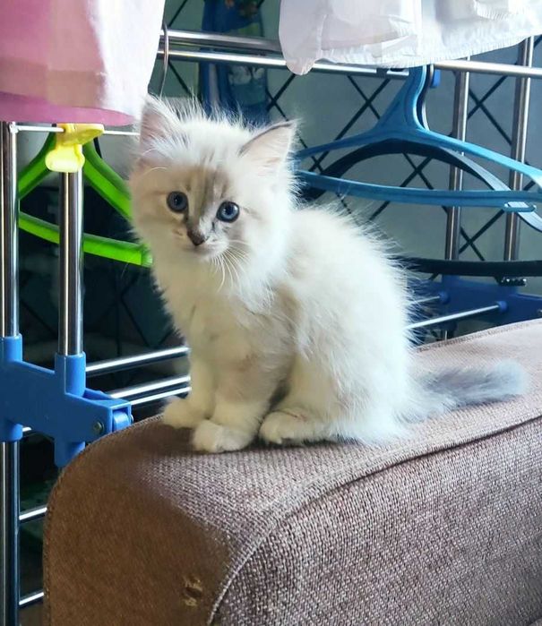 Домашние котята, 2-х месячные.