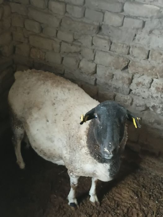 Doper bog'oz qoy sotiladi 14.000