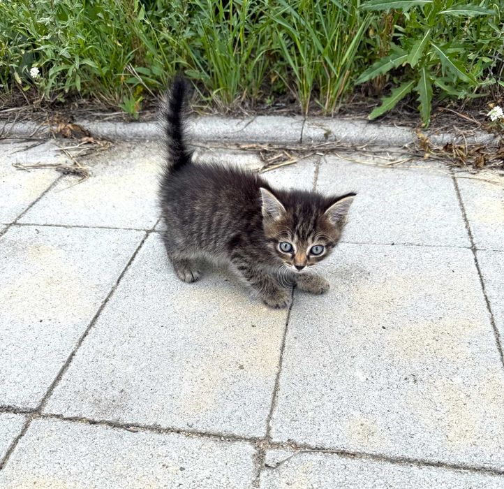 Отдам котят в добрые руки
