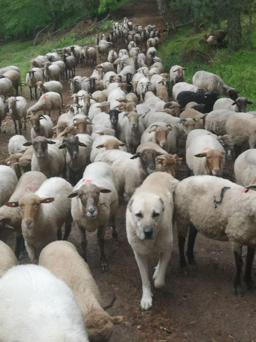 Vind 100 de oi tigaie roși și bucalaie  6o0 lei buc neg