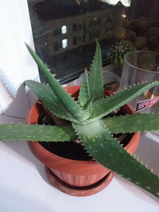 Домашние цветы и кактусы