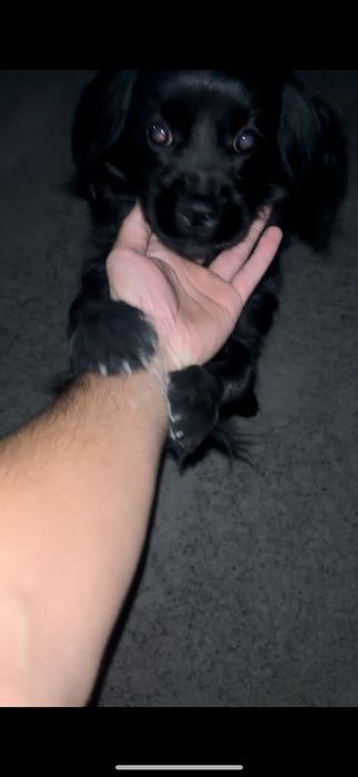 Срочно продается спонтель