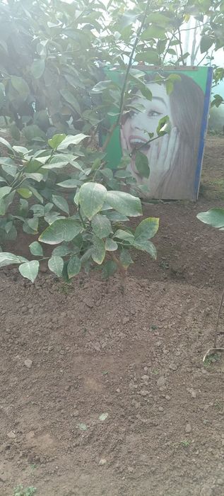 Limon  Ko'chatlari bor