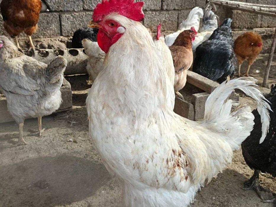 Продаются петухи