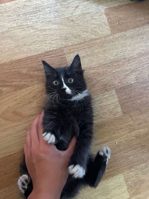 Котёнок мальчик.