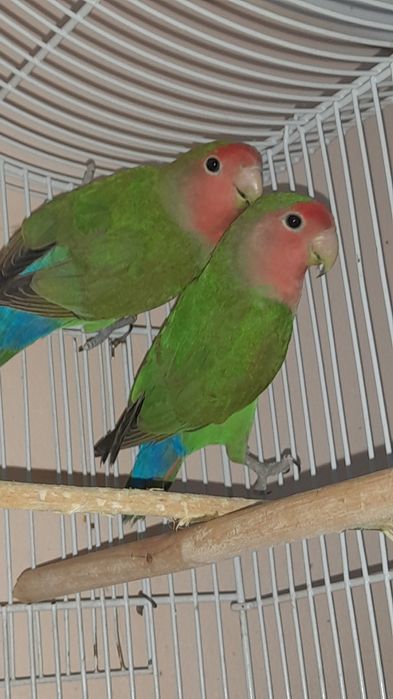 Попугаи неразлучники