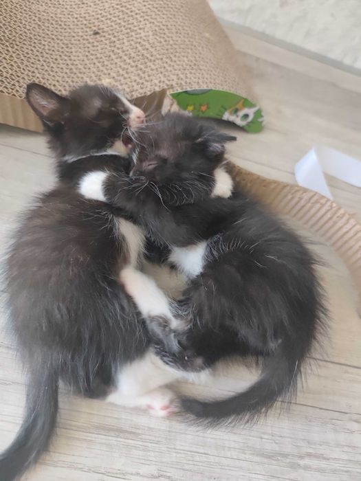 Шустрые котята ищут дом