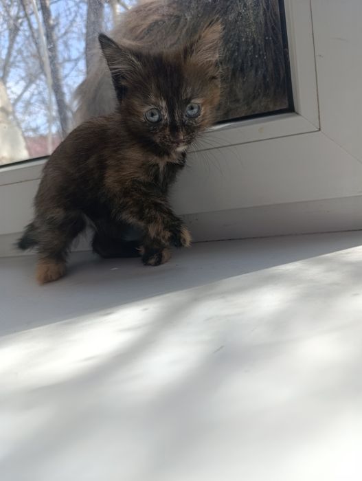 Котята девочки в добрые руки