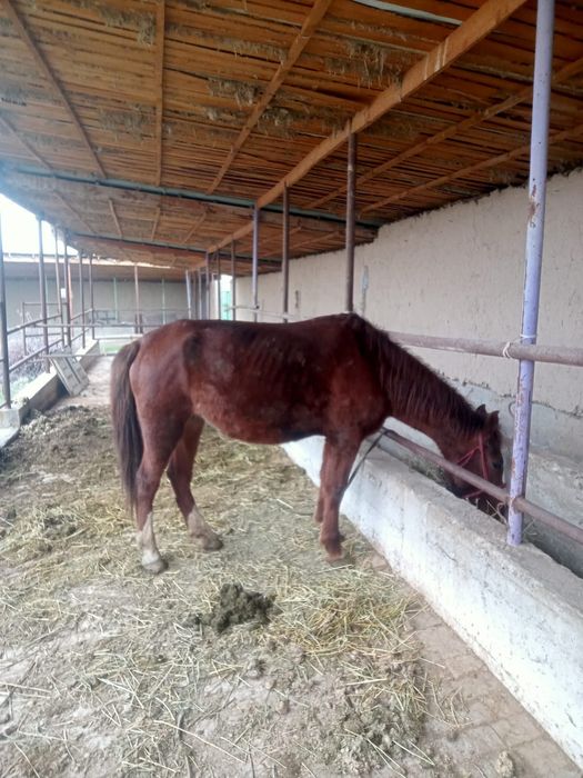 Жуас жас бие 3 тума