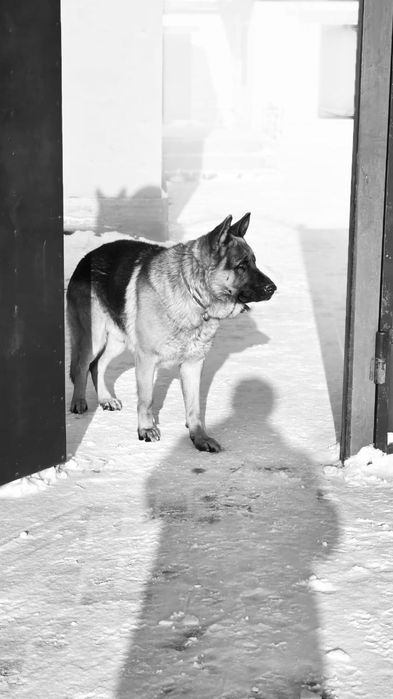 Немецкая Овчарка кобель