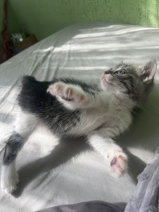 Девочка 1,5 месяца