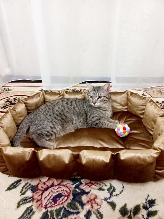 Лежанки для котиков и собак