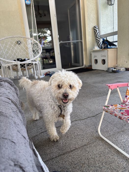 Cazare caini / Pet sitter cazare animale