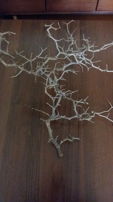 Сухоцветы степные