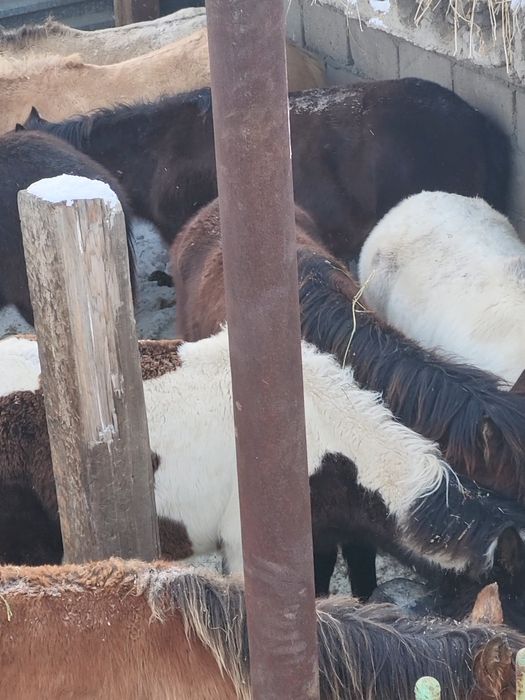 Продам жабағылар