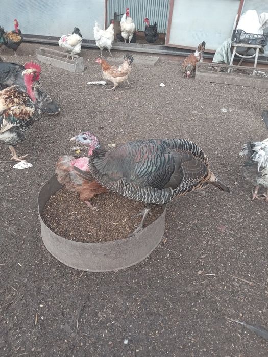 Индюки.  Продам индюков.