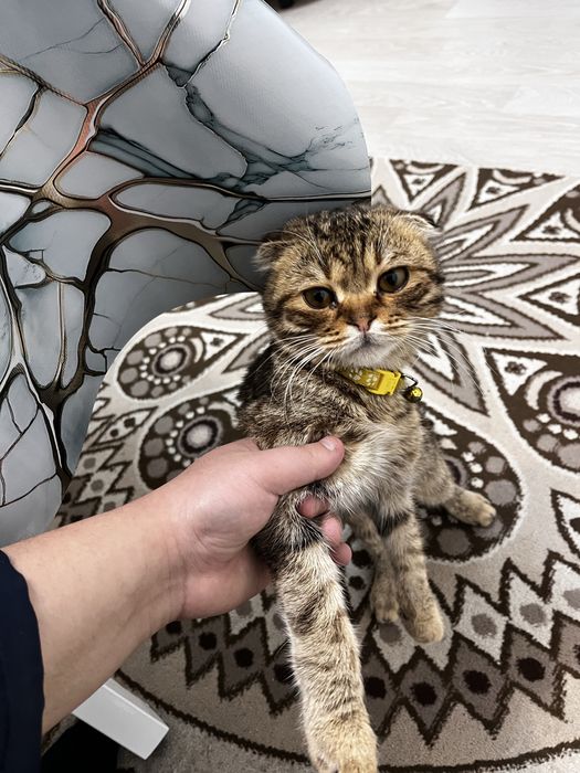 Шатланский котик