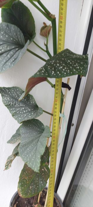 Vand planta Plaman Begonia lucernae