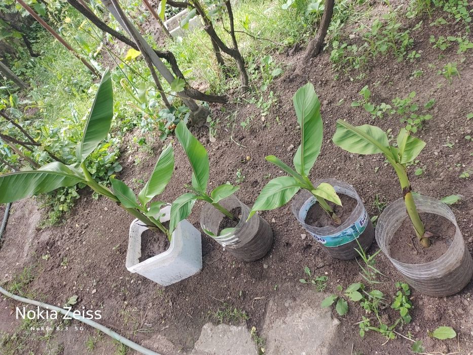Вкоренени бананови палми