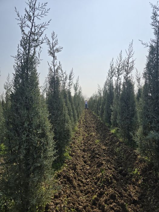 Кепарис аризоника ИТАЛИА