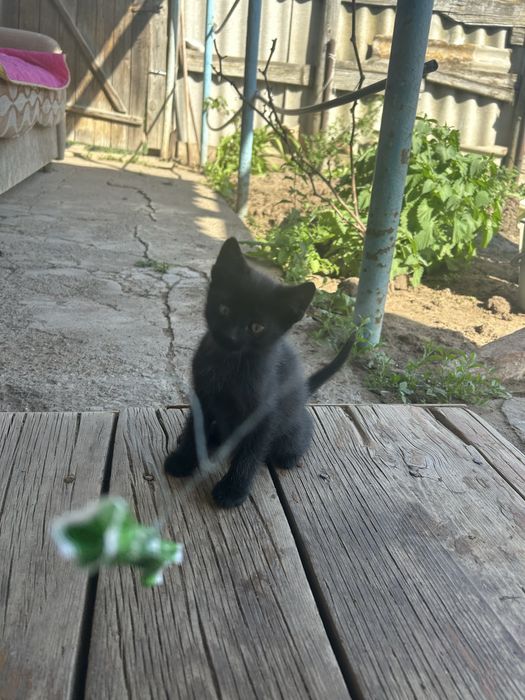 Котята почти 3 месяца мальчик и девочка