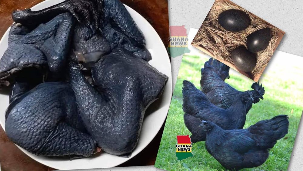 Uxeyli zotli Qora tovuqlar