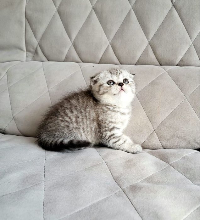 Шотландские скоттиш фолд