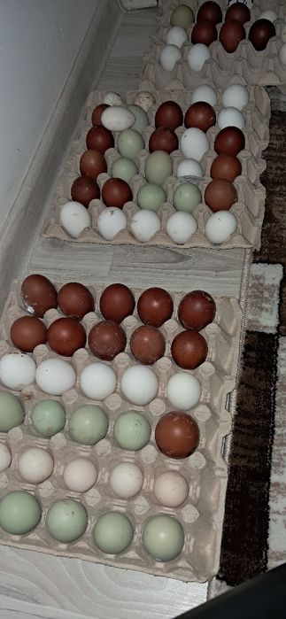 Oua Marans araucana appenzeller sebringht