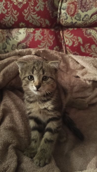 Отдам котенка в добрые руки
