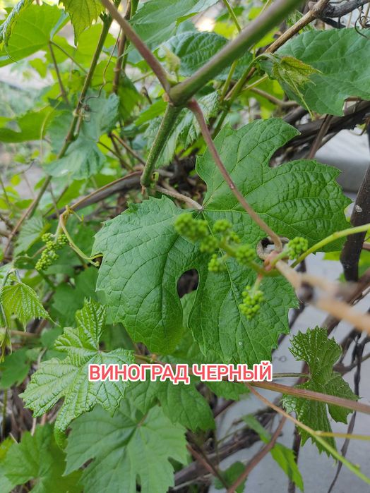 Продам дачу на Бобровке