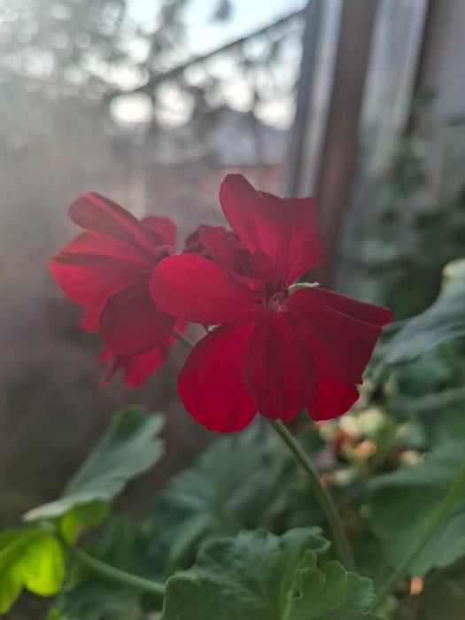 Продаем цветы домашние в горшочках