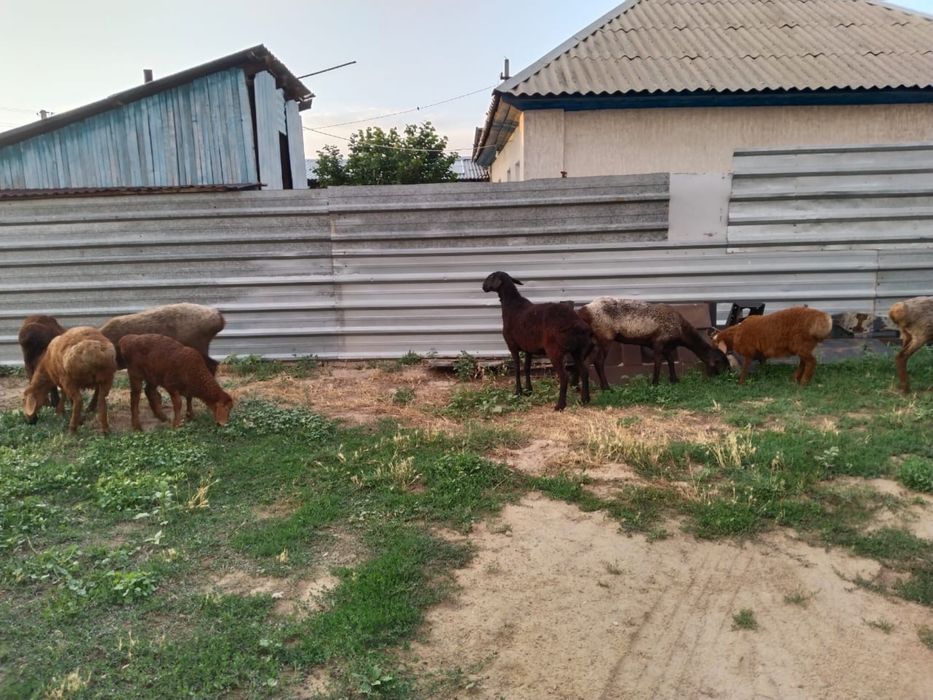 Бараны домашний скот