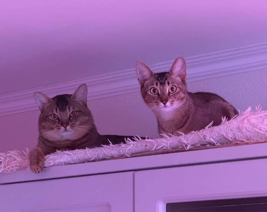 Котята редкой породы Чаузи