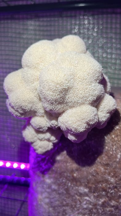 Ciuperci Lion’s Mane (Coama leului)