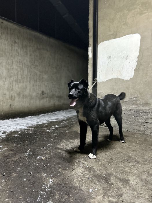 Ит сынбаган Алабай