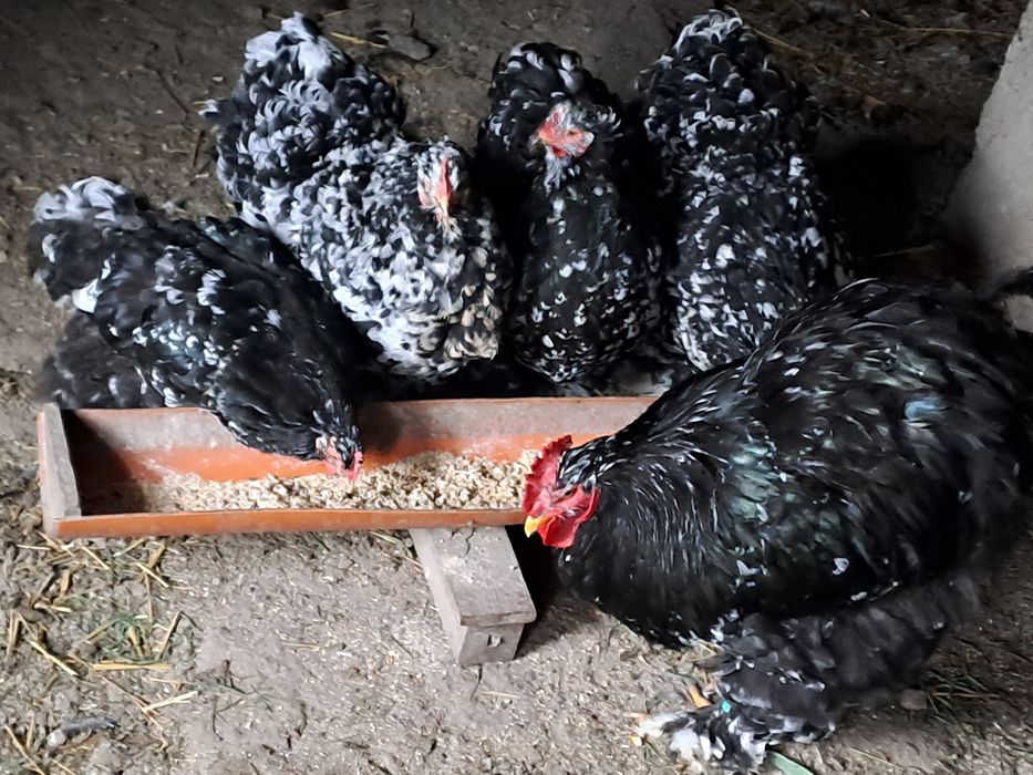 Vand familie de cochinchina bobaf