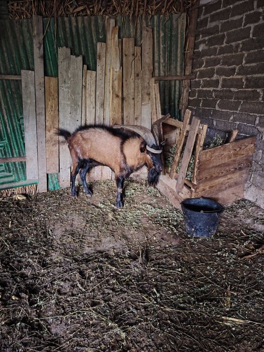 Vand tap alpin francez sau schimb cu o capra sau iada buna de lapte