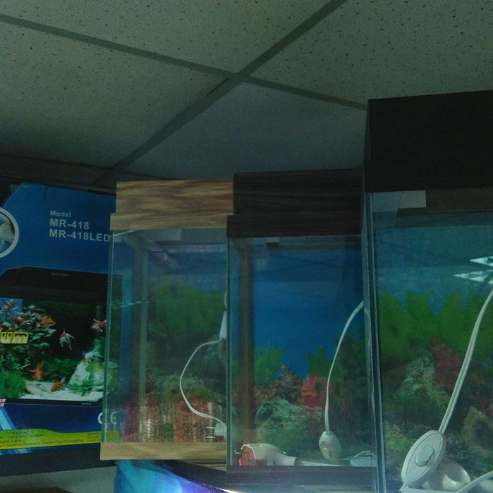 Аквариум в Афалине (НавоиТорайгырова