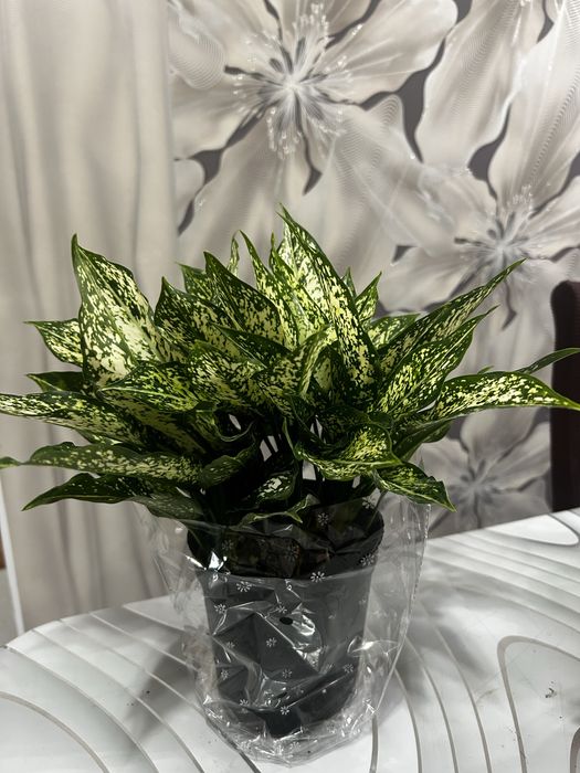 Цветы 8 марта от 3000