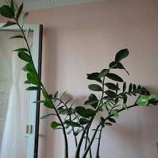 Продам замиокулькас