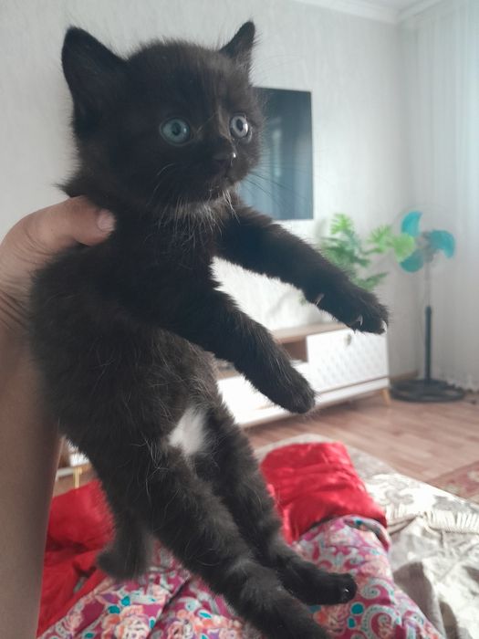 Отдам котят серый и черный