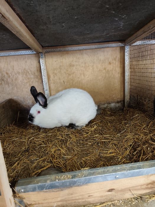 Зайци за клане и разплод