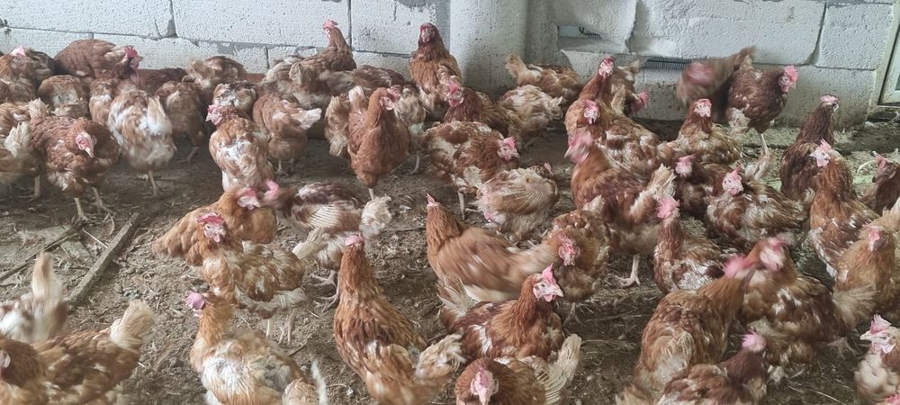 Găini ouătoare tinere - 11 luni - Penaj îngrijit