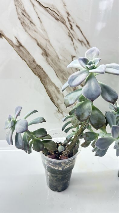 Сукуленты каменная роза