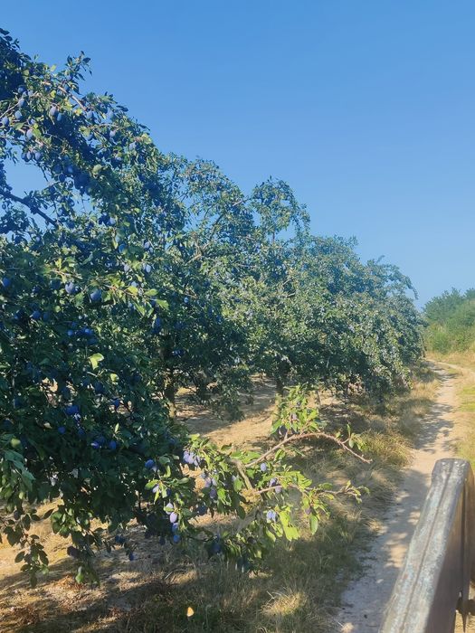 Prune Stanley de vânzare