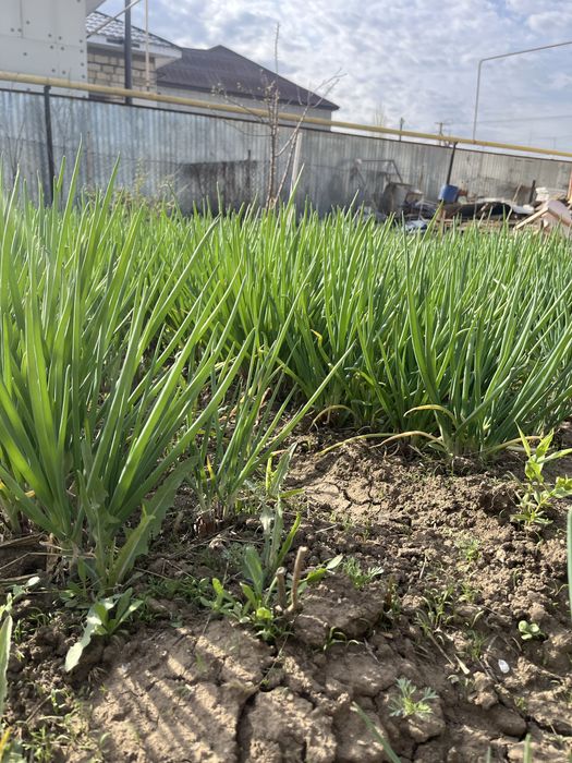 Продам Зеленый лук